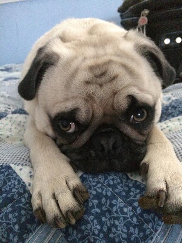 Rug On Twitter Nationaldogday Bosley Http T Co 446y69ibn0