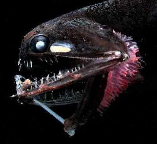 深海生物 謎 En Twitter 閲覧注意 いきなり怖い 悪役のような顔つきのこの魚は アンコウ目の フラッシュライトフィッシュ と言う深海魚だそうです Http T Co Qqirw5hpru