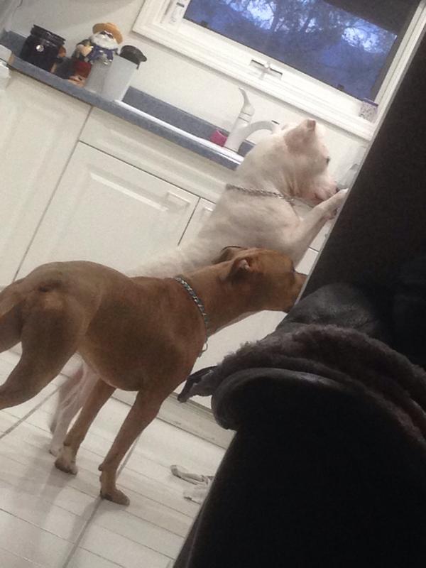 chazzprigge's tweet photo. "Hey bro what do you see up there?" #NationalDogDay #keeba #jaxx http://t.co/p82hbM30g7