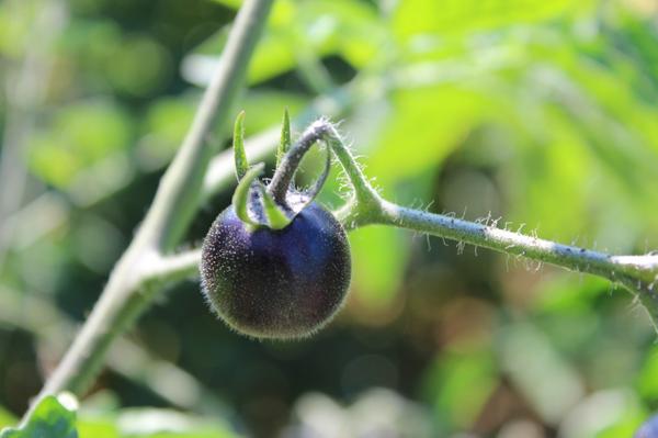 chefkevinpenner's tweet photo. The blue tomatoes are coming and we will have them @NorthForkTable. @InvincSumrFarms @ghayden64 http://t.co/2pUPbqKobF