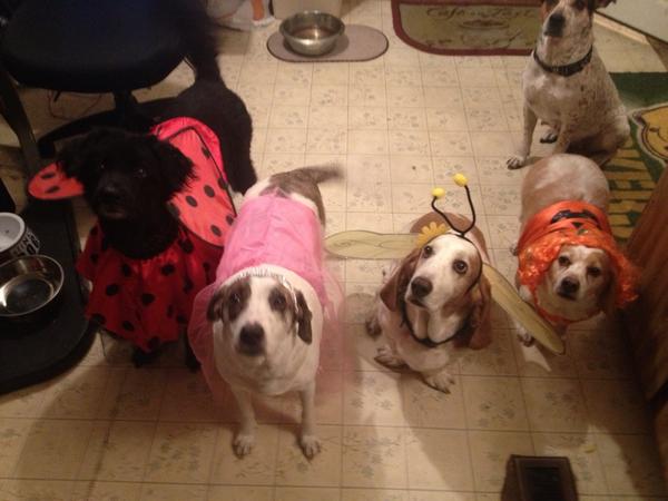 movinonup123's tweet photo. Celebrate #natioaldogday all mine are rescues! http://t.co/UssydPfhV3