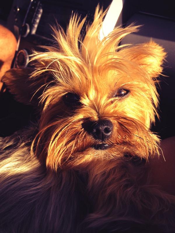 Small_lazydog's tweet photo. ☀️😎Today is a good day!!😎☀️
#summer14 #goodlife #migranperromini #UnaCosaQueQuieroYa #thebestdog #mascotas #DogLife http://t.co/z1PoS1MmIZ