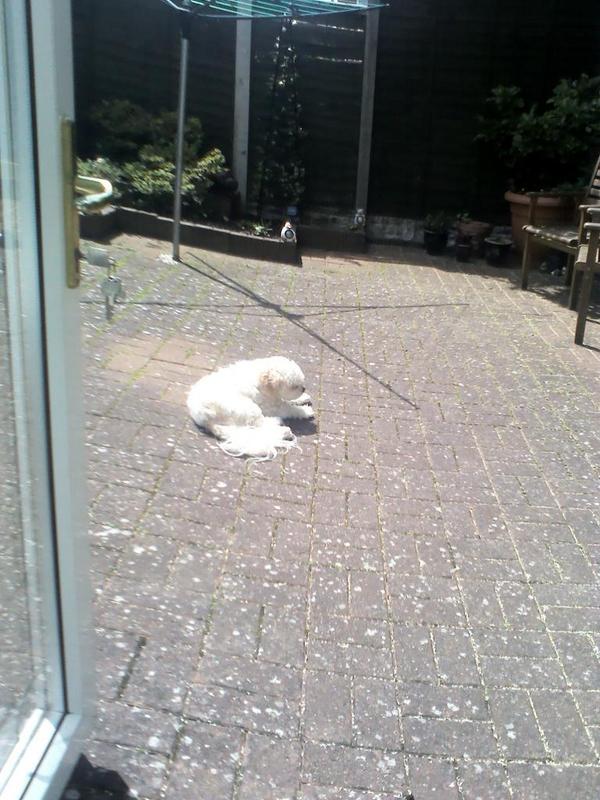 1DLittleMix26's tweet photo. This my Cute dog xx http://t.co/njoQwDGFho