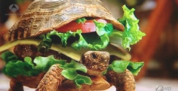 Un hombre disfraza a su tortuga de hamburguesa para que viaje con él en avión antena3.com/noticias/mundo…