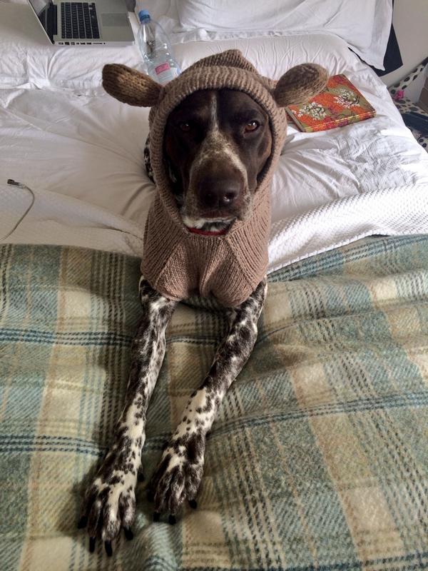 MacchinaMedia's tweet photo. Archie's incredible jumper is from @GlamourMutt check out their AWESOME jumpers https://t.co/WsPJPND6gc http://t.co/1EVAmJI9DQ