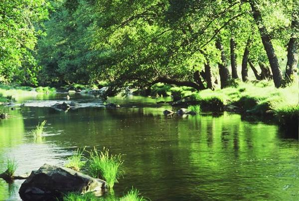 Nacho Trevejo S Gata tweet media