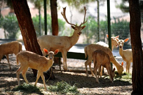3 ayda bin yavru
cnnturk.com/fotogaleri/tur…