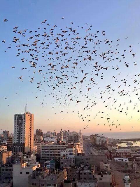 ReturnPal's tweet image. #Gaza after the war ..
#Victory4Gaza