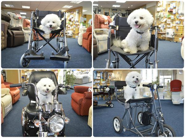 rentascoota's tweet image. Our little mascot. What a poser! #NationalDogDay #mobility #showroom #wheelchair #scooter @AidaptUK @TGAmobility