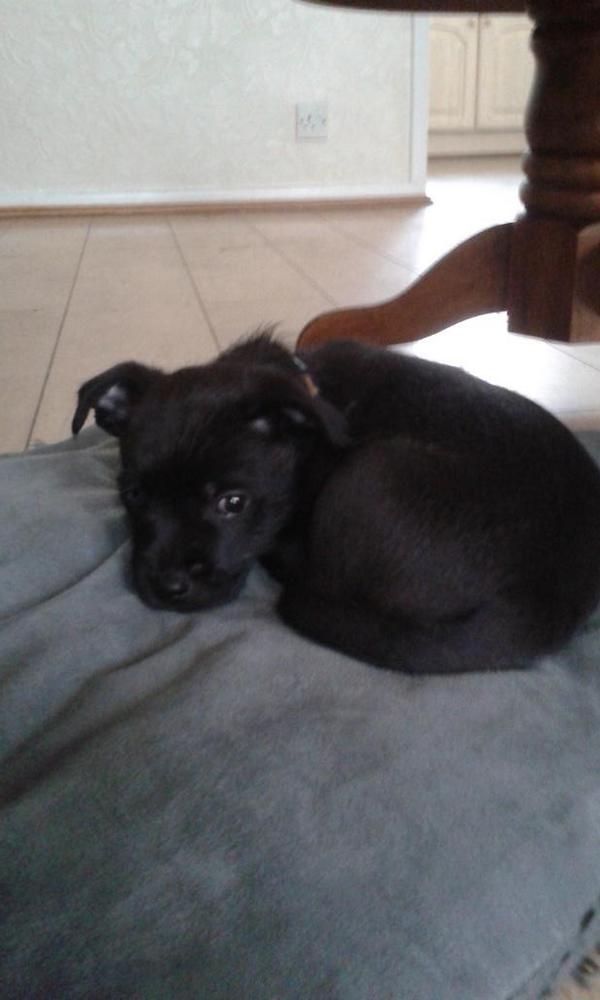20Mathsgeek12's tweet image. Got a new puppy, Danny-boy.
#cute