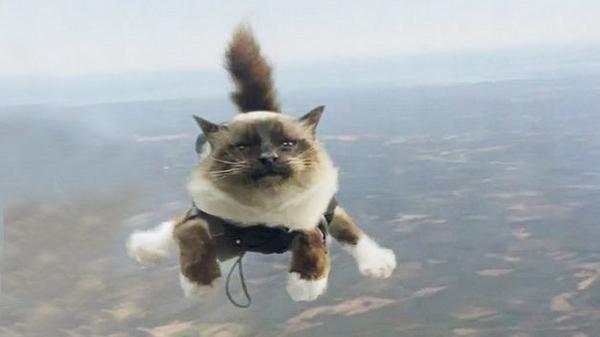 AttÄlu rezultÄti vaicÄjumam âcat in airâ