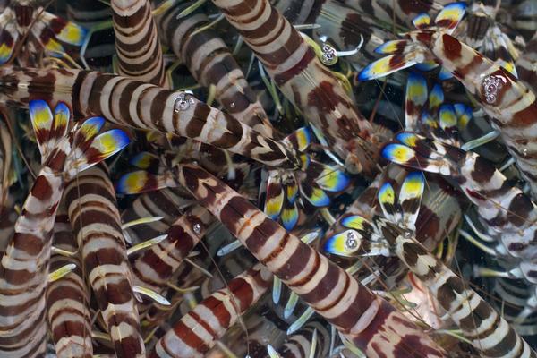 Gregoire_LB's tweet photo. So beautiful you don't even want to eat them #rainbow in a #shrimps http://t.co/gDggVZq5AW