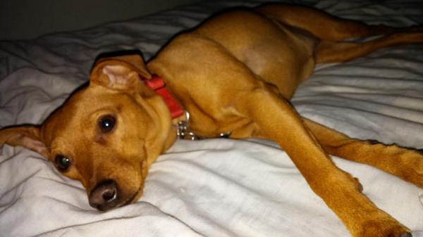 Ncy_28's tweet image. @BuddyTheMiniPin Thanks for sharing! #MinPins are cuties!