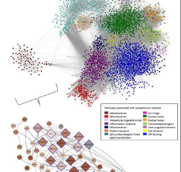 Pathways associated with co-expression nodes, from @IcahnInstitute tweet