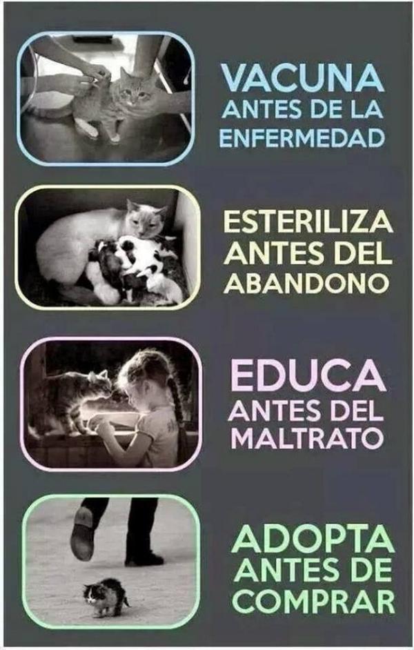 Fundación San Francisco de Asís ( FUNDASIS ) tweet media