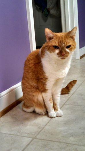 Chester Animal tweet media