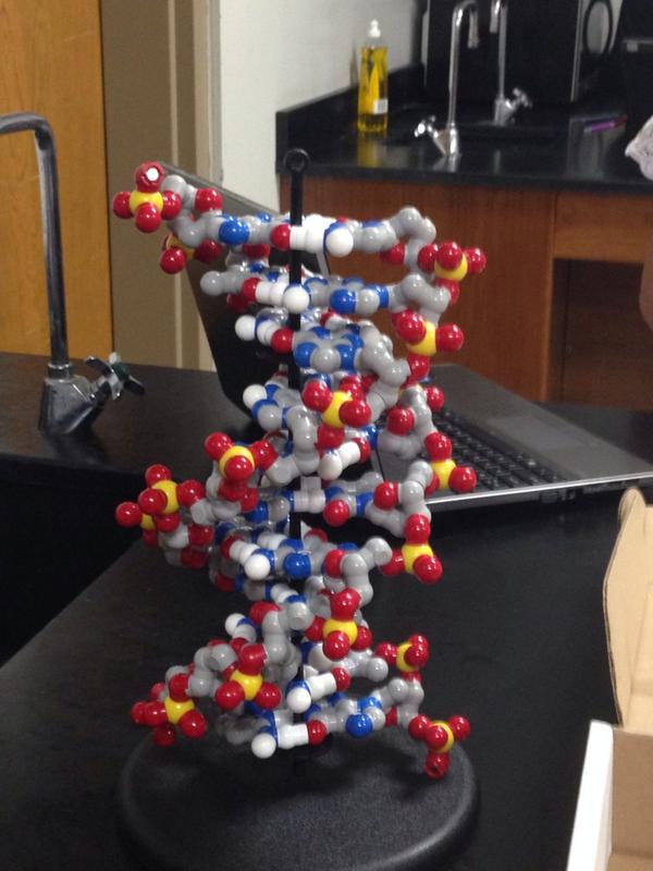 Erich1Eric's tweet photo. DNA double Helix @2thedorkside #rhsbms http://t.co/3wYSHXnfIH
