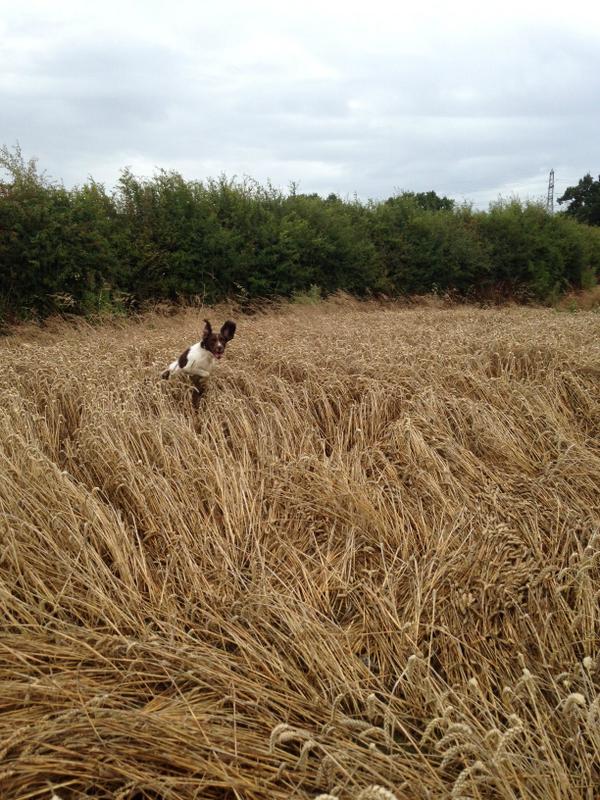 K999Cops's tweet photo. PD Toby enjoying the sport of crop jumping. #springerstyle http://t.co/RUm2G7uwQb