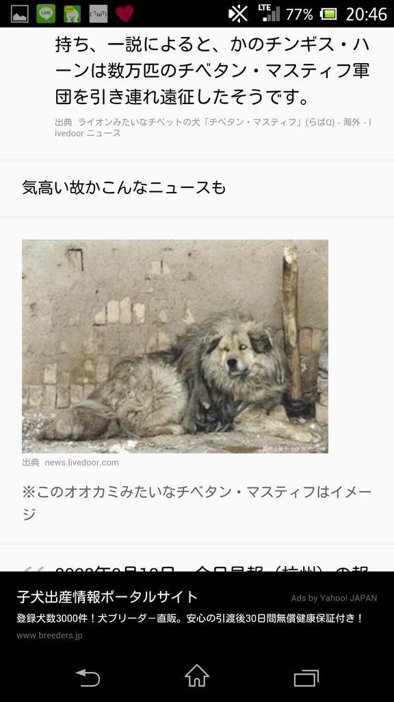 تويتر ゆきたゃん على تويتر しかし マスティフやばいʬʬʬ ほんまツボなんやけどʬʬʬ こんな犬あるいとったら 怖いこわいこわい Http T Co Mjlhlixyde