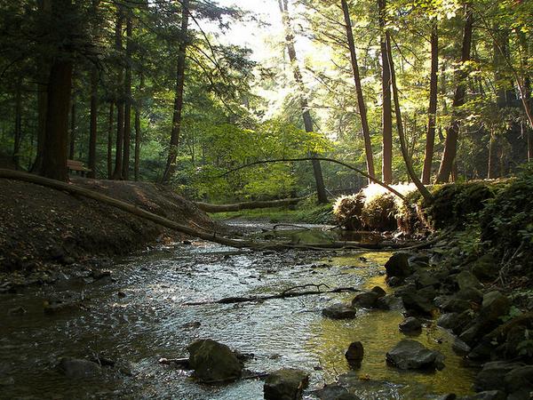 thisishamont's tweet image. Hamilton has one of the best urban forests in the world! Important to protect it. thisishamont.ca/hamont-urban-f…