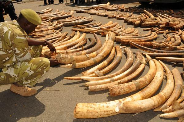 NationAfrica's tweet photo. JKIA and Mombasa Port main ivory conduits, says report http://t.co/i4bvwRD46w #ivory #Kenya http://t.co/3V1AUDR11a