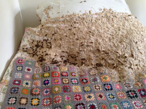 Woman finds 3ft wasp nest on bed itv.com/news/meridian/…