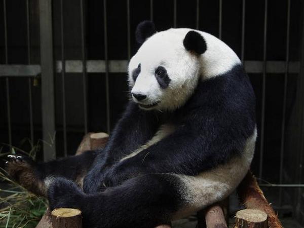 Pandas ai. Giant pandas found only in china.