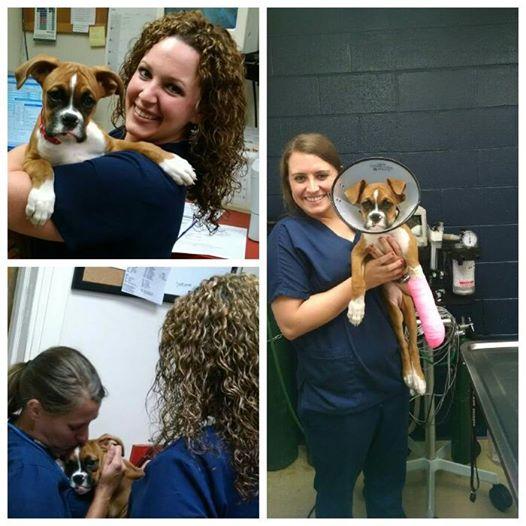 Chester Animal tweet media