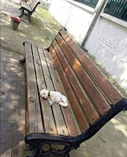 BbAnimalPics's tweet image. Puppy Resting!