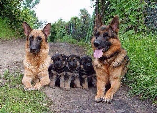 DogsHD's tweet photo. Family photo http://t.co/InJZdnQ3Gk