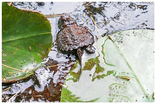 timjeanphoto's tweet photo. Watch baby turtles set free.  http://t.co/s36AHhJ0tz http://t.co/tQlKtJ4dth