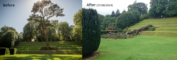 Sad to see the iconic Monterey Pine finally giving up the ghost in Dartington's garden today.