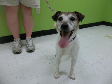 MiraclePaws8's tweet image. Check out our update. This is Bruno and he would love to be adopted by you. pawsaroundtheworld8.blogspot.com