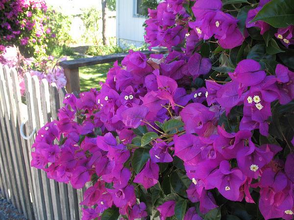 egm_uv's tweet image. Querida @LauradeHolanda sé que conoces estas flores, un regalo. Su belleza palidece ante tu hermosura como ser humano