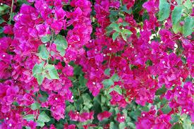 egm_uv's tweet image. Querida @LauradeHolanda sé que conoces estas flores, un regalo. Su belleza palidece ante tu hermosura como ser humano