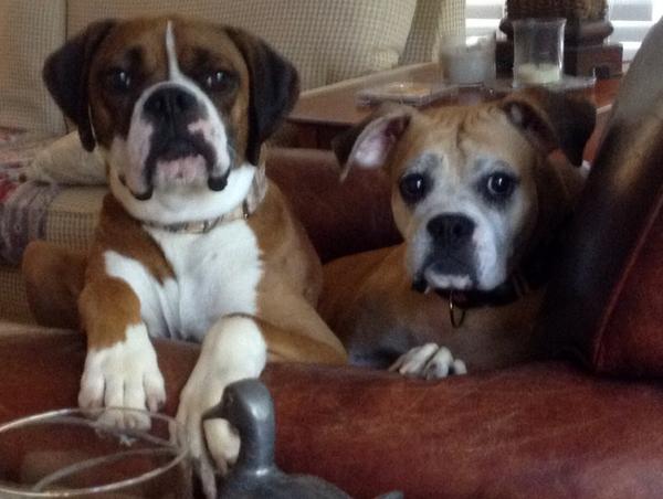 BoxerRescueMom's tweet photo. #national dog day #boxerlove! http://t.co/sNl6fogRYz
