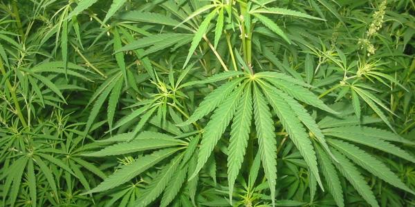 A3Noticias's tweet photo. Uruguay legaliza el cultivo doméstico de marihuana para uso recreativo http://t.co/NmSBV3UptH http://t.co/378VMuSfO8