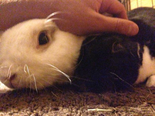 DissidentRabbit's tweet image. If &quot;A bun in the hand is worth two in the bush,&quot; are two in the hand equal to four in the bush? #RabbitMath