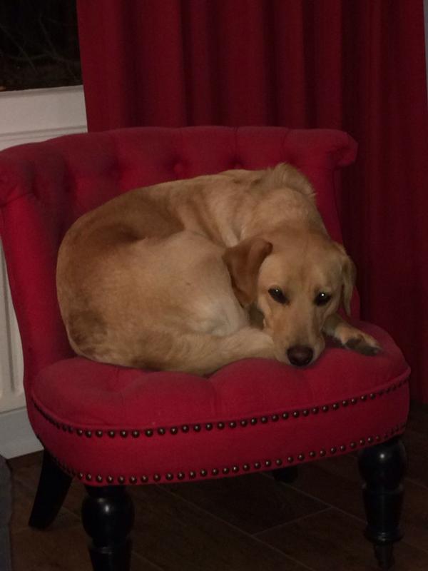 Got sucked into #StarPaws Billie didn't tho