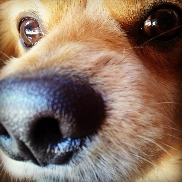 VelardeNicolas's tweet image. #Tomii