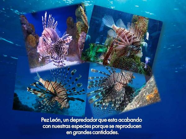 FundaTopFish's tweet photo. http://t.co/36riai8i1u