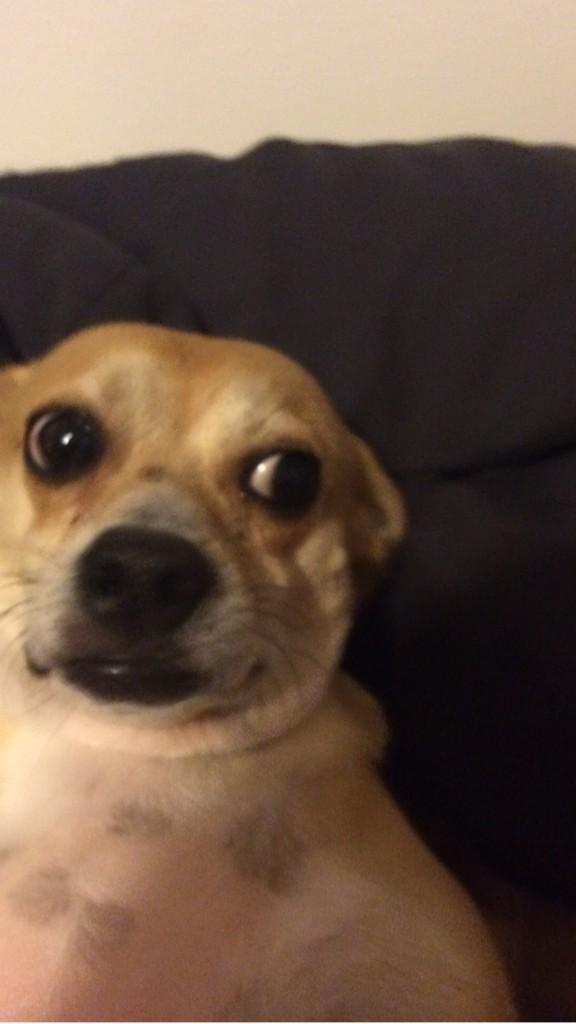 picodepugo's tweet image. Did I really just lose a follower? #yourebasic