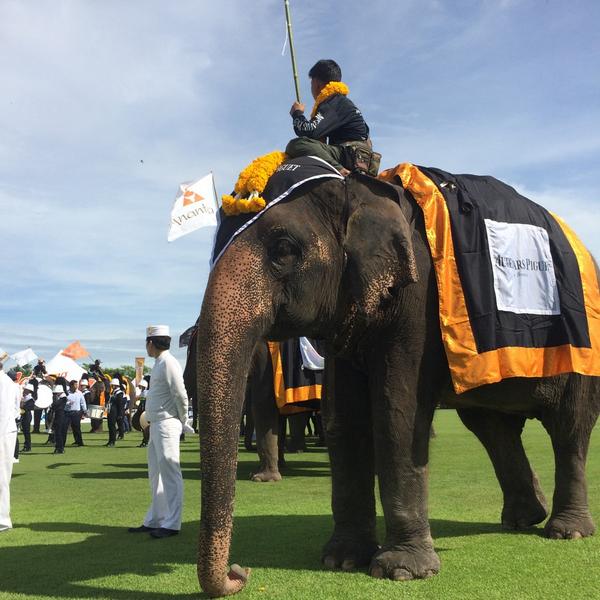 Going Saturday!!@Anantara_Hotels: The elephant parade and inaugural ceremony has started #elephantpolobkk "