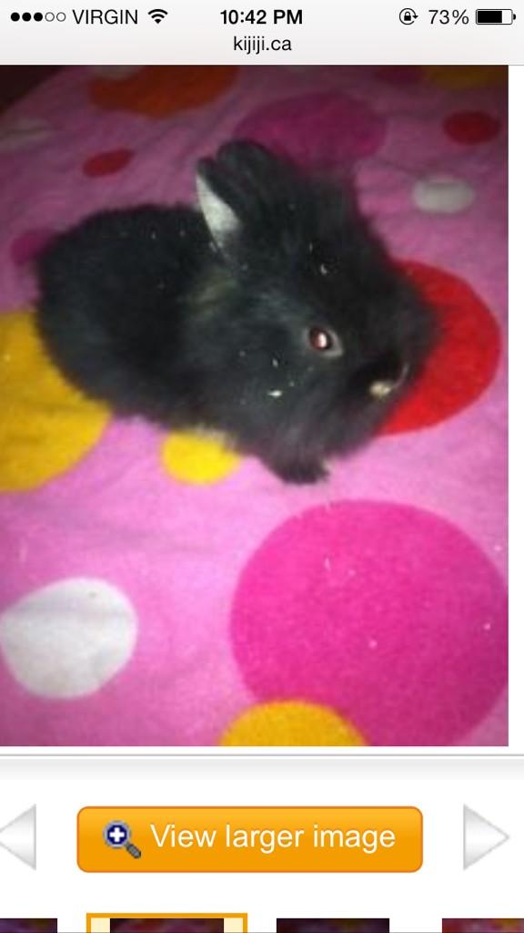 StacyM3292's tweet photo. Can we get a house pet? #lionrabbit  @carlyevans93 @JessicaSherw00d @andrewMonahan09 @DaverMath http://t.co/VJErzjQZuC