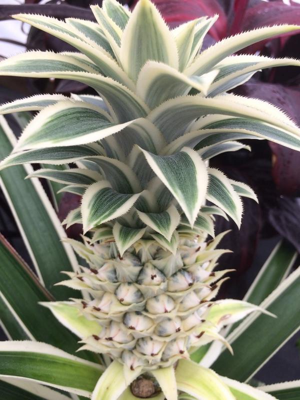 AgriStarts's tweet photo. Ananas 'Sweet Stripes' Pineapple! http://t.co/v2NMdu9BFU