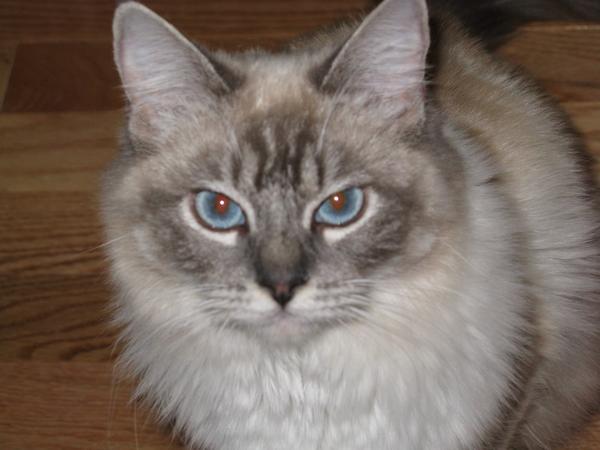 SmithMJames's tweet photo. $500 Reward! Missing from my moms place in Willow Park in Stony Plain for a week now. Message me! Any RT helps Thanks http://t.co/qMFv0ImIkx