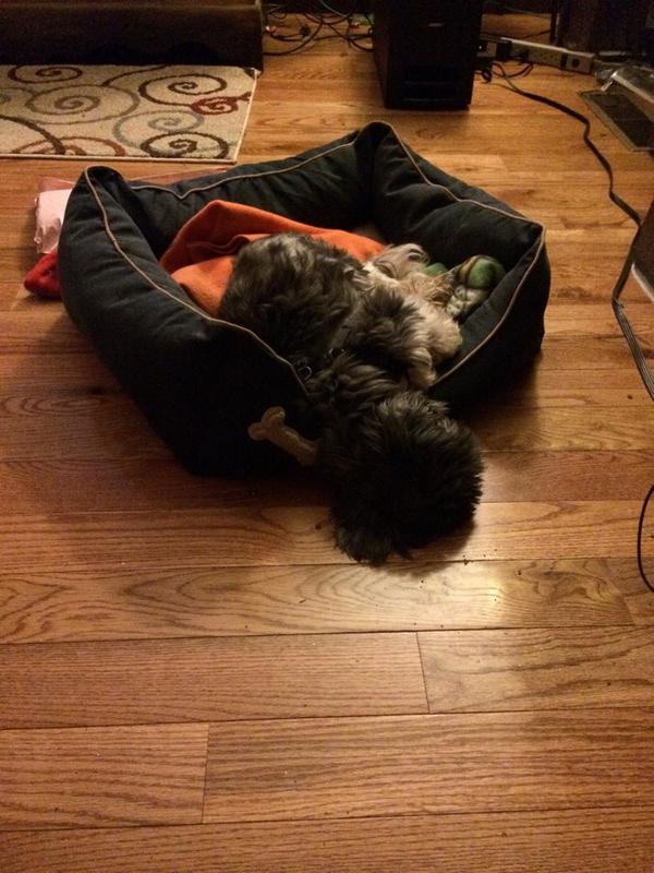 vprattes's tweet photo. My contribution for national dog day (even though it was yesterday). #marco http://t.co/FuPSm34Zt2