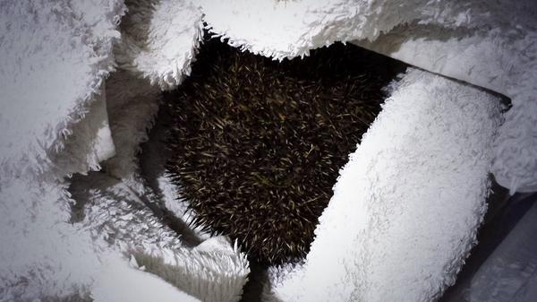 AlexDolby1's tweet photo. Our dog Phoebe just saved a hedgehog from a cruel death!!! Now the wee guy is tucked up safely!!! #proud #blacklab http://t.co/eBMxc35aAx