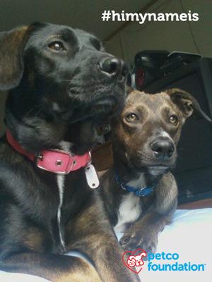 petcolove's tweet image. Fun fact: The most popular male dog names in the US are Max and Jake. What’s your furry friend’s name? #himynameis