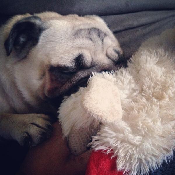 NellyN1221's tweet photo. A5: stuffed toys!! Lamby!! #pugchat http://t.co/1jnRwb3BEF